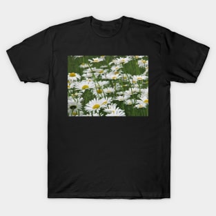 Spring Dasies T-Shirt